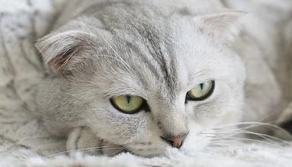 里昂中场展现统治力，掌握场上局势把握